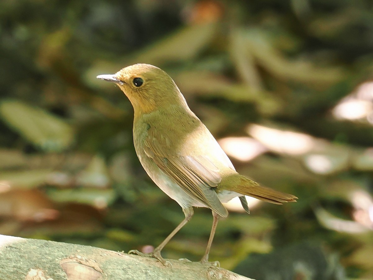 Japanese Robin - ML634392576