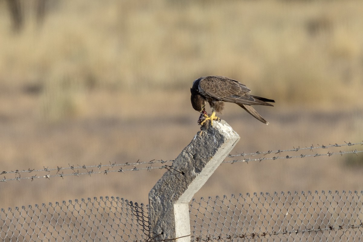 Laggar Falcon - ML634392577