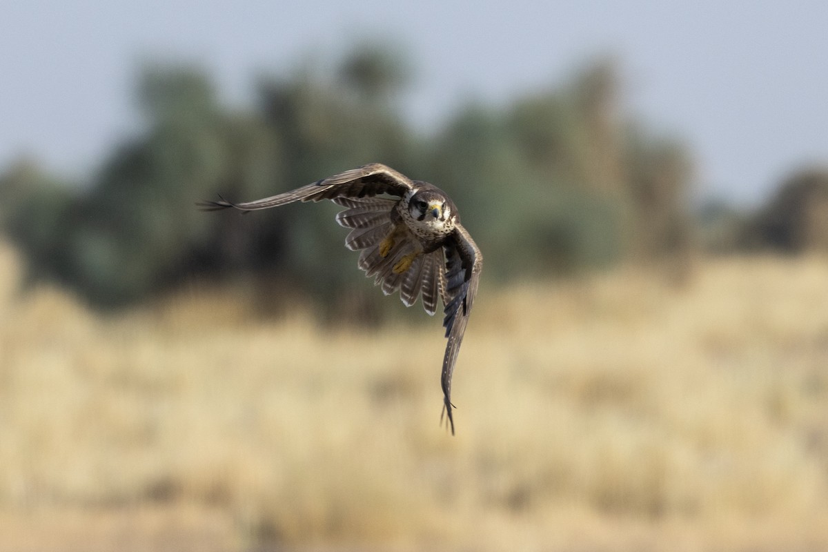 Laggar Falcon - ML634392581