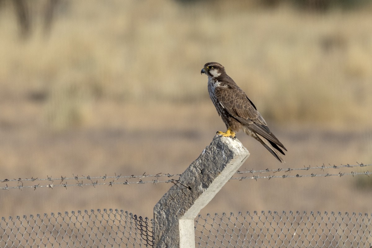 Laggar Falcon - ML634392584