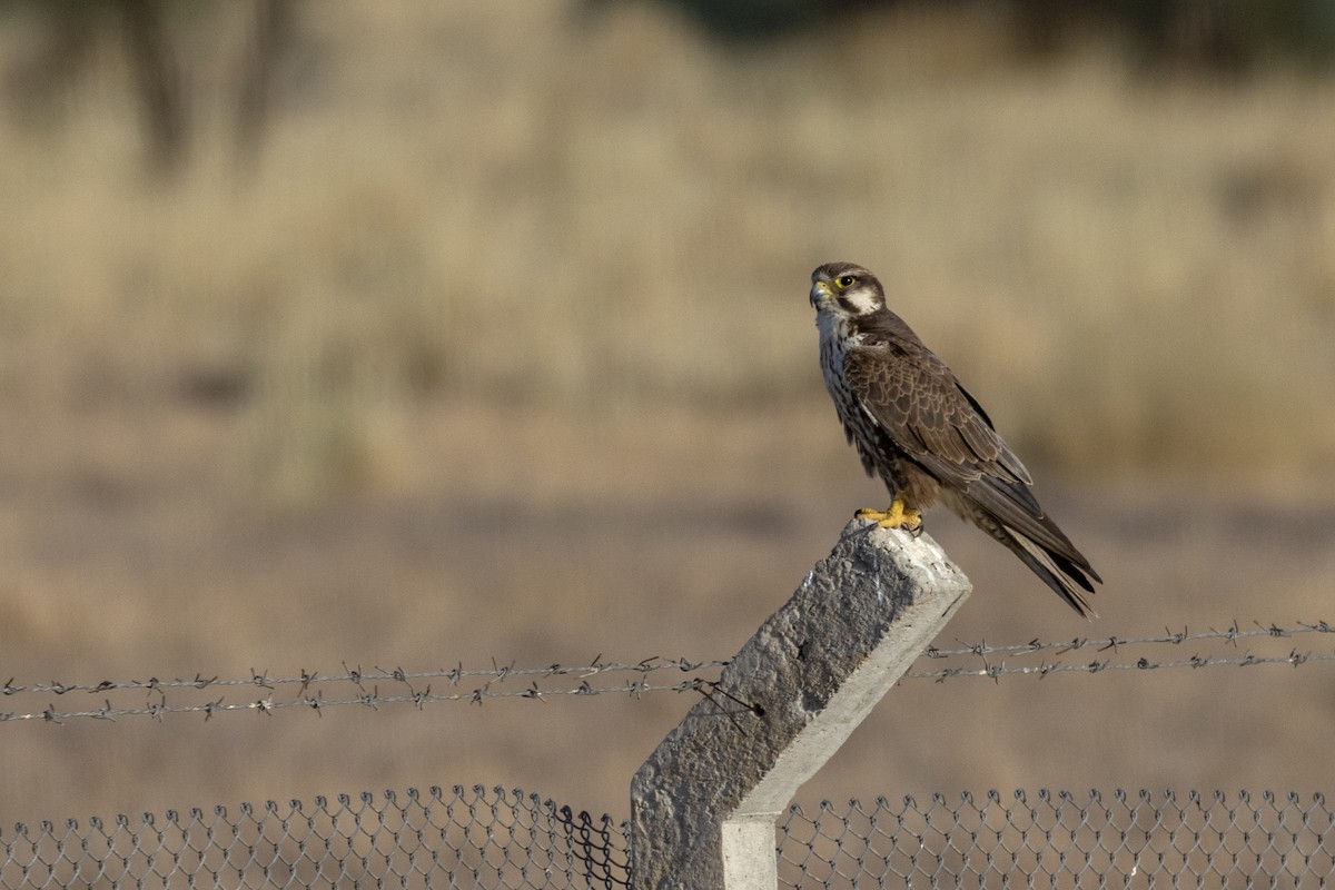 Laggar Falcon - ML634392585