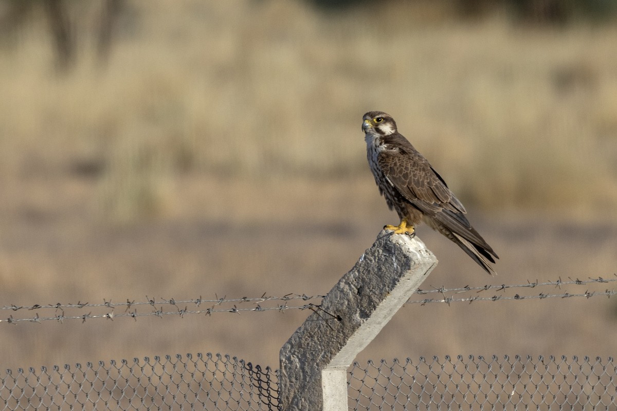 Laggar Falcon - ML634392586