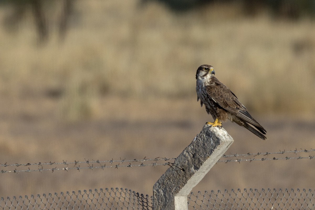 Laggar Falcon - ML634392588