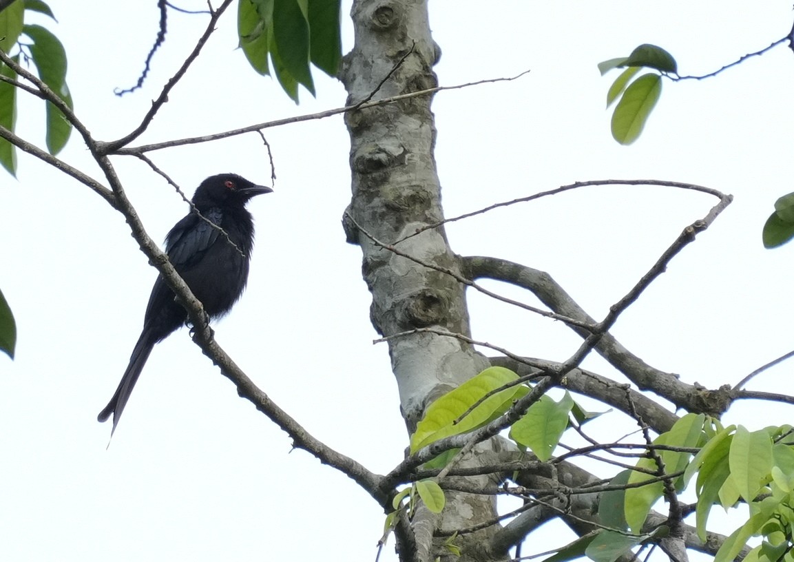 Velvet-mantled Drongo - ML634392744