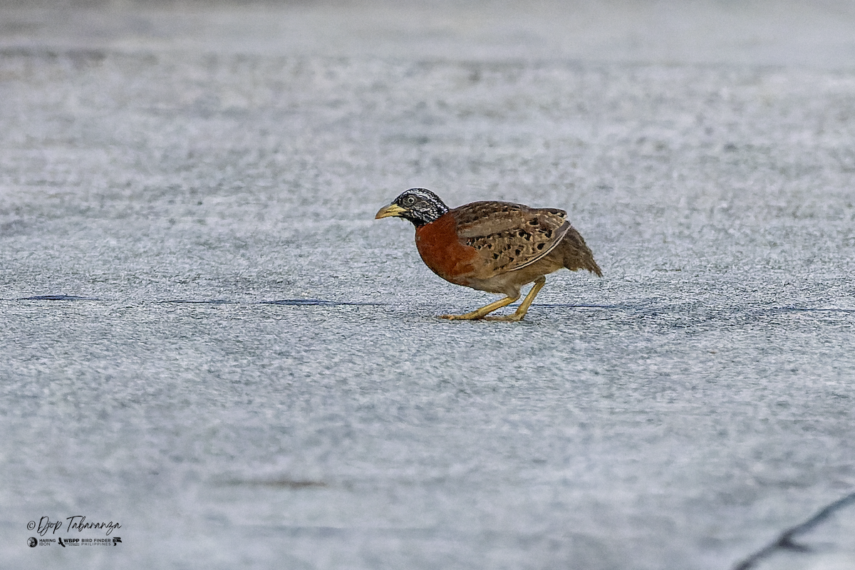 Spotted Buttonquail - ML634392780
