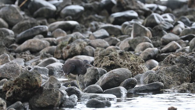 Pacific Reef-Heron - ML634392861