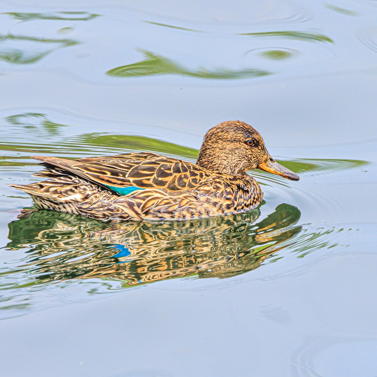 Green-winged Teal - ML634392895