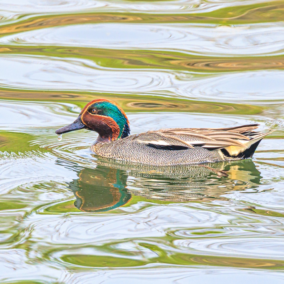 Green-winged Teal - ML634392896