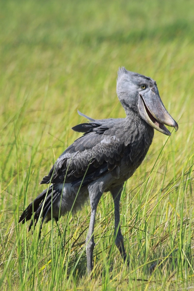 Shoebill - ML634392968