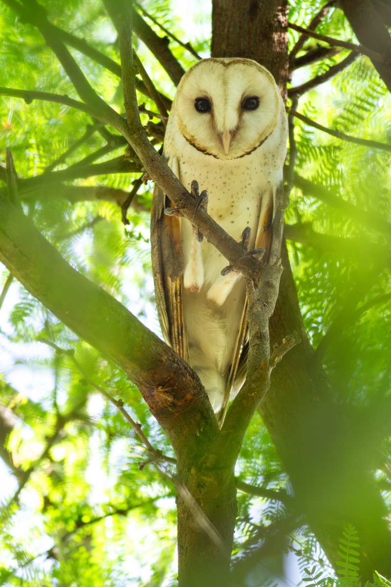 Western Barn Owl (African) - ML634393069