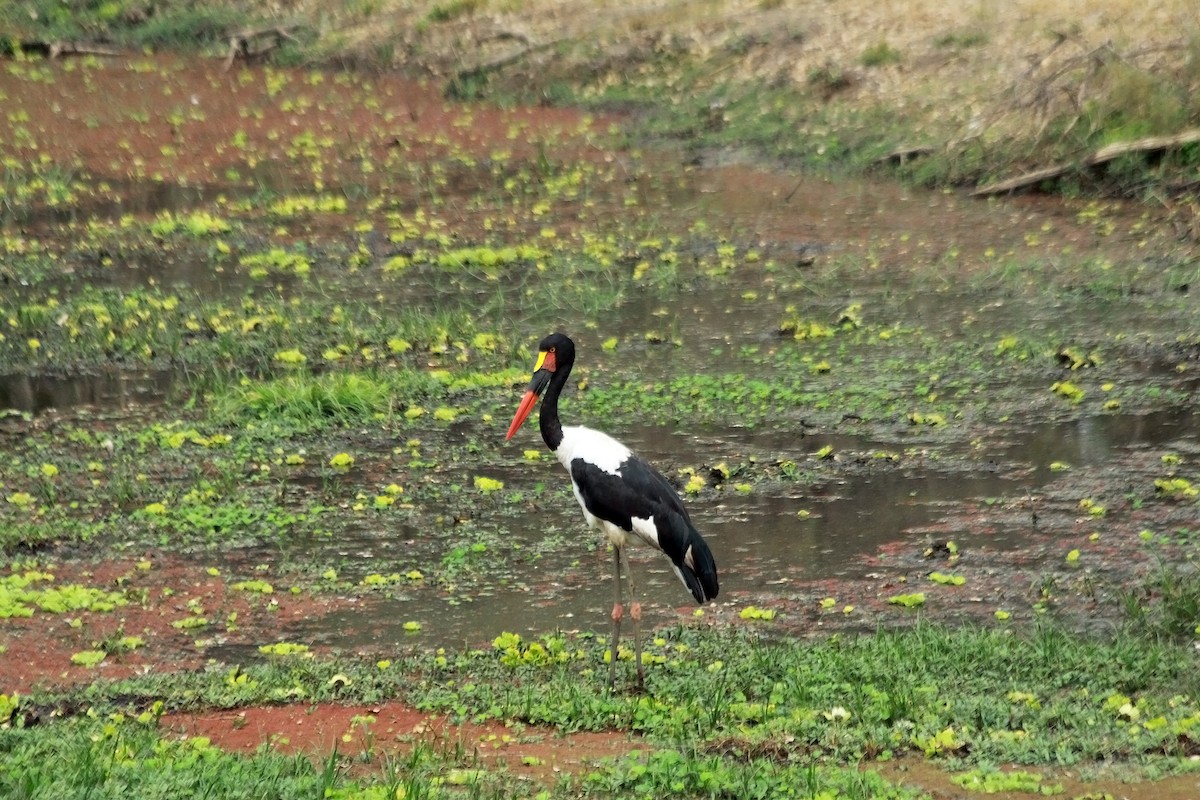 Saddle-billed Stork - ML634393091