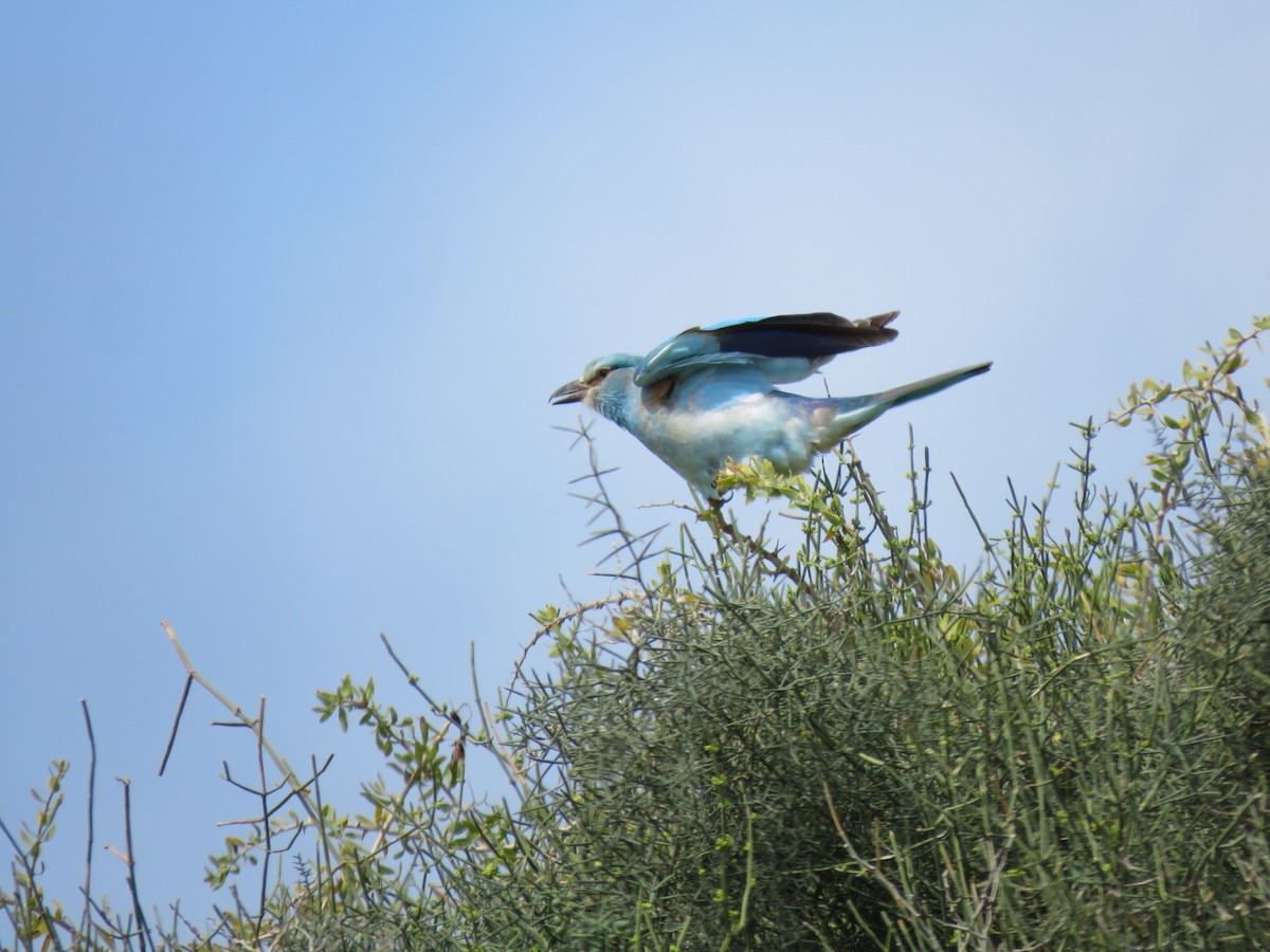 European Roller - ML634393118