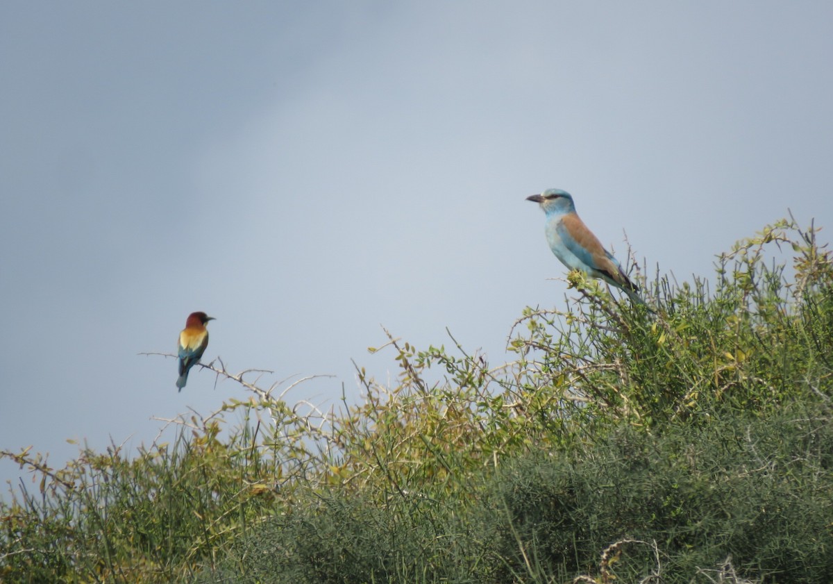 European Roller - ML634393120