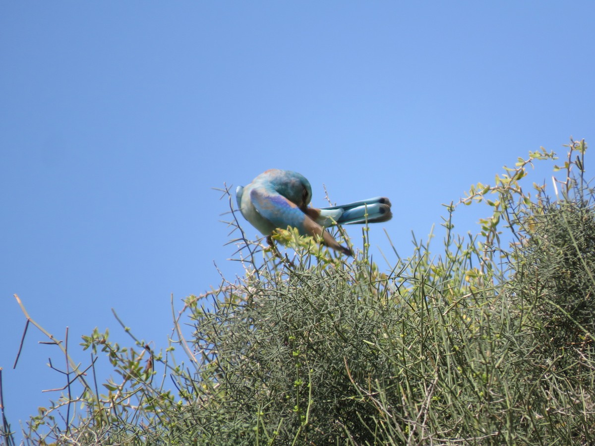 European Roller - ML634393121