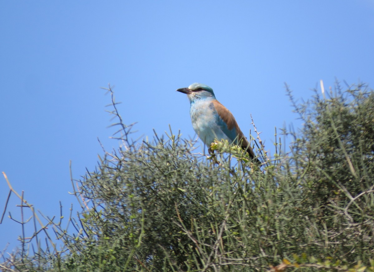 European Roller - ML634393122