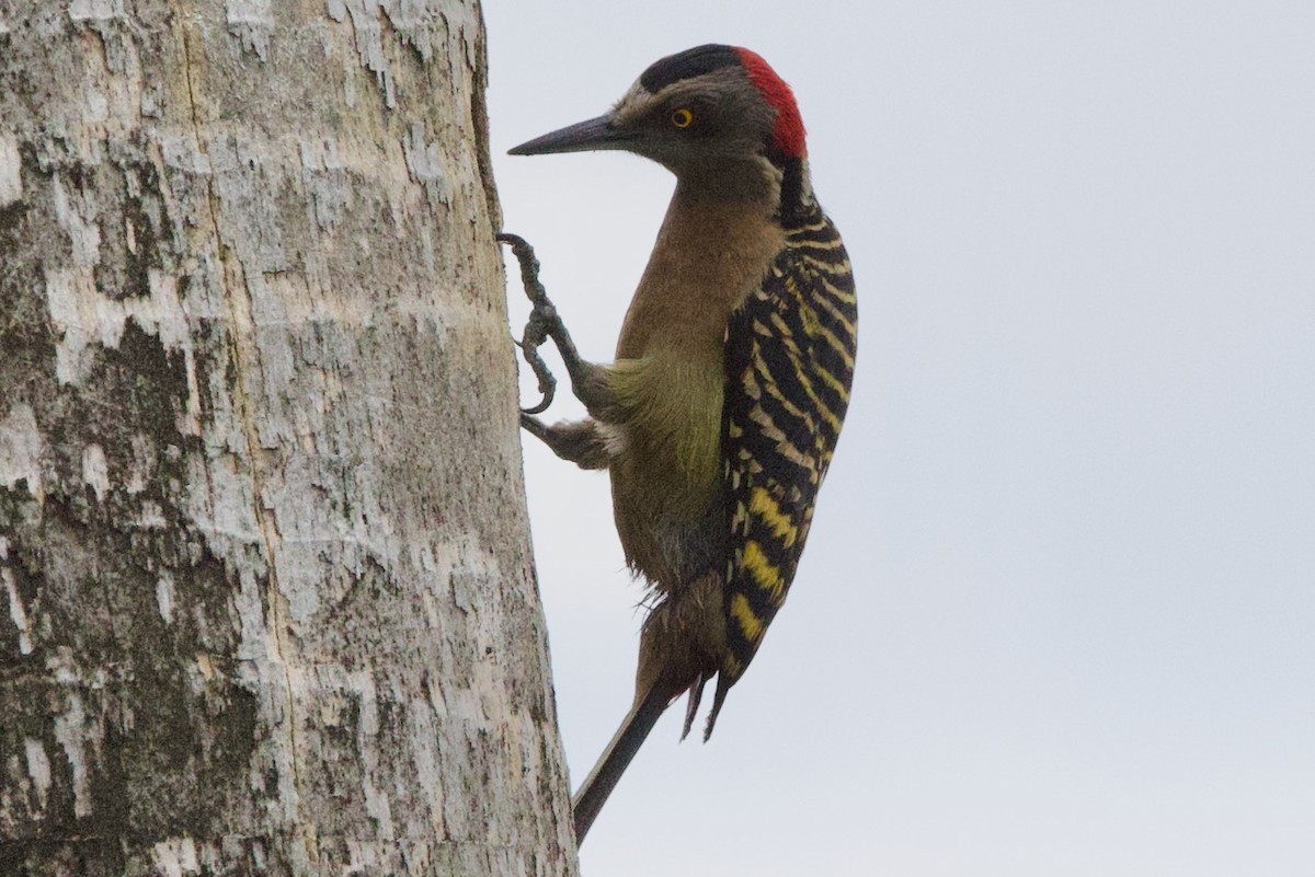 Hispaniolan Woodpecker - ML634393269
