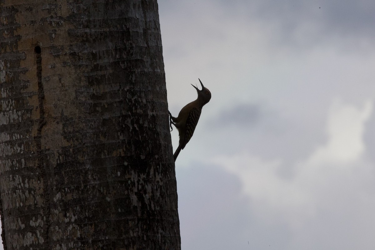 Hispaniolan Woodpecker - ML634393270