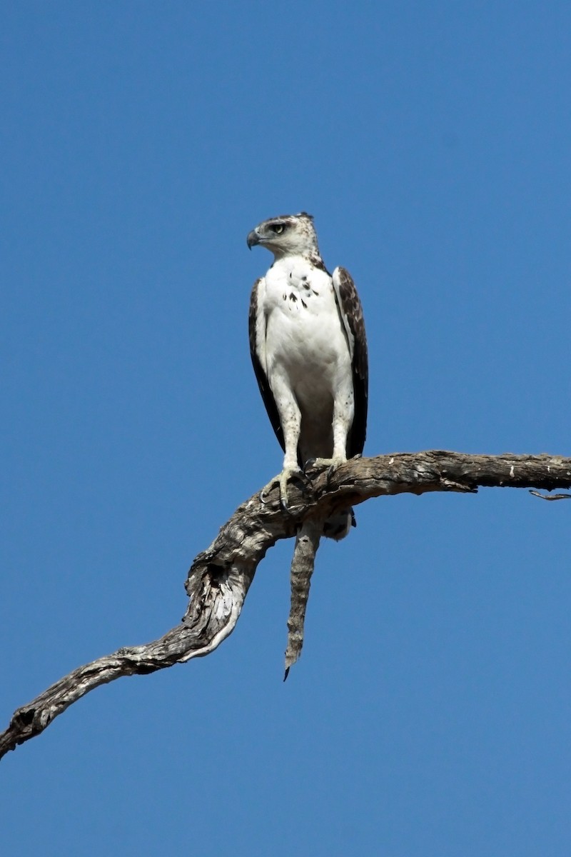 Martial Eagle - ML634393344