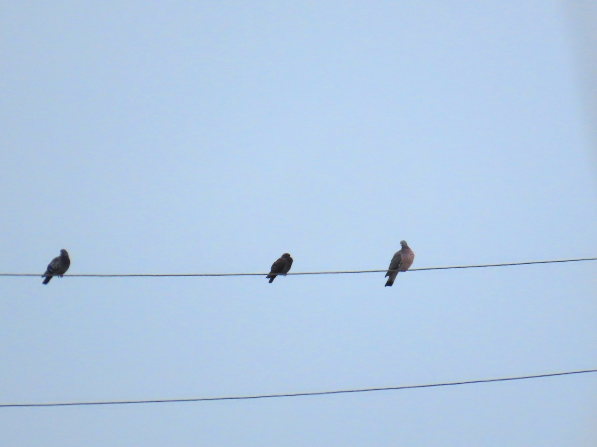 Rock Pigeon (Feral Pigeon) - ML634393347