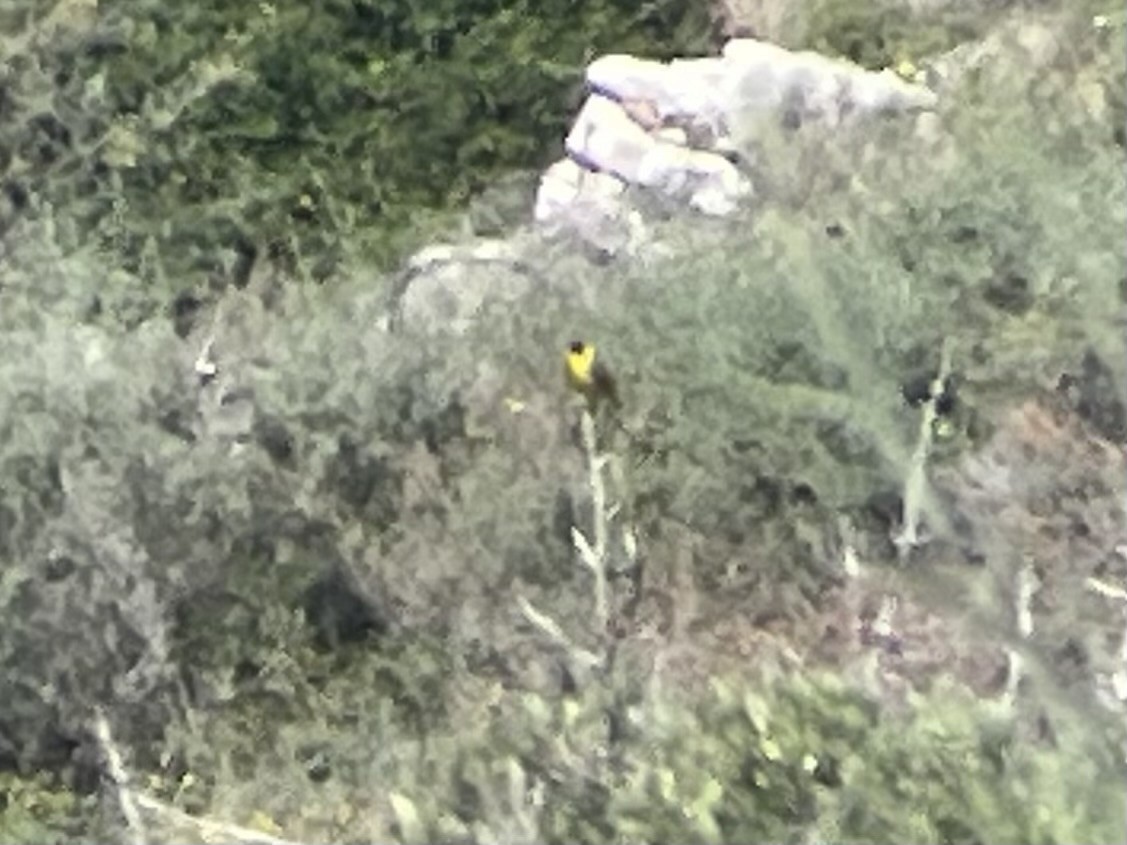 Black-headed Bunting - ML634393375