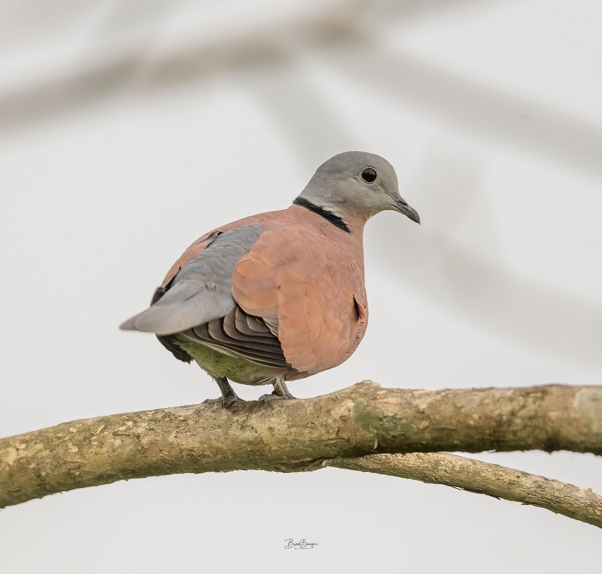 Red Collared-Dove - ML634393385