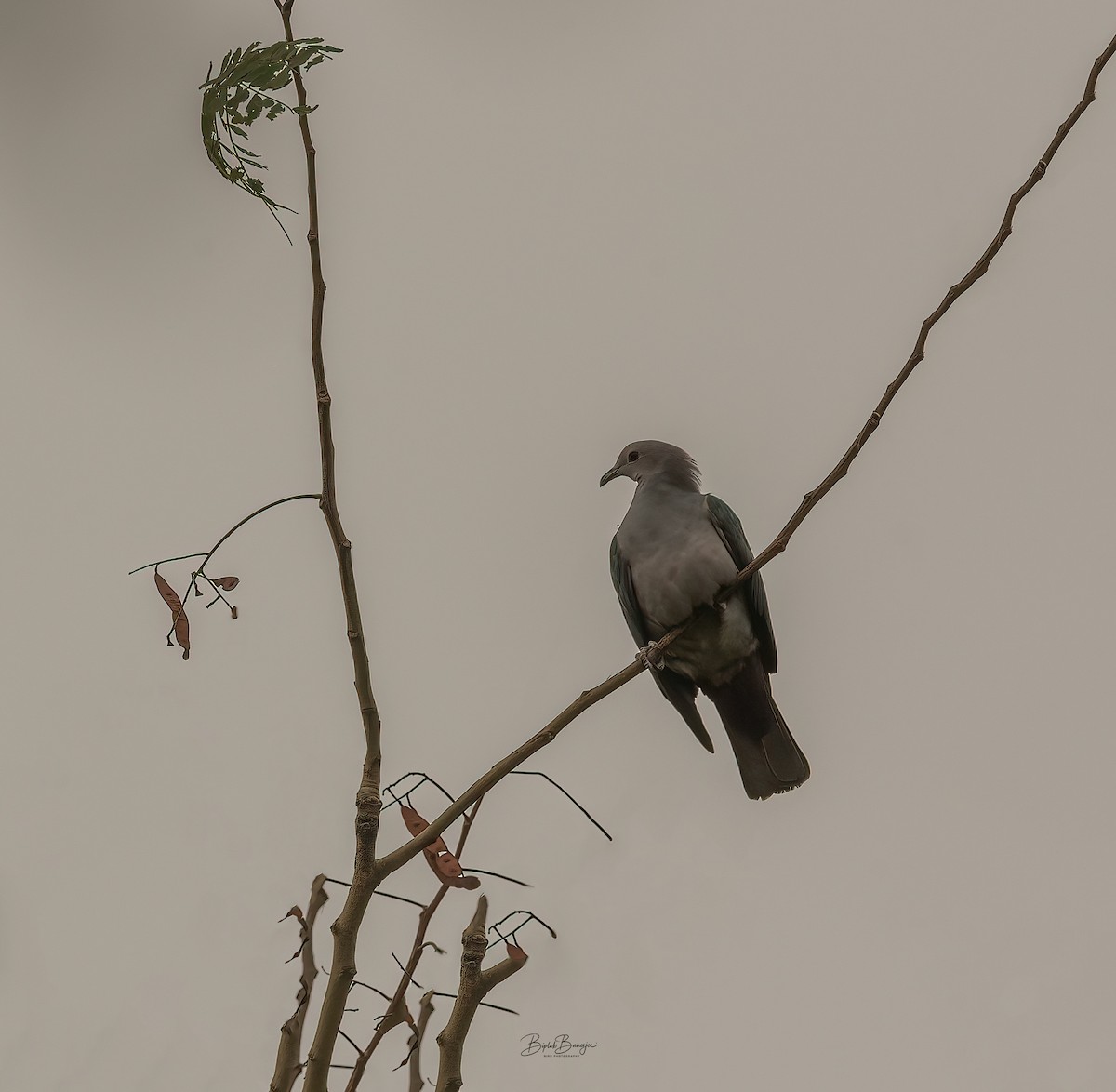 Green Imperial-Pigeon - ML634393392