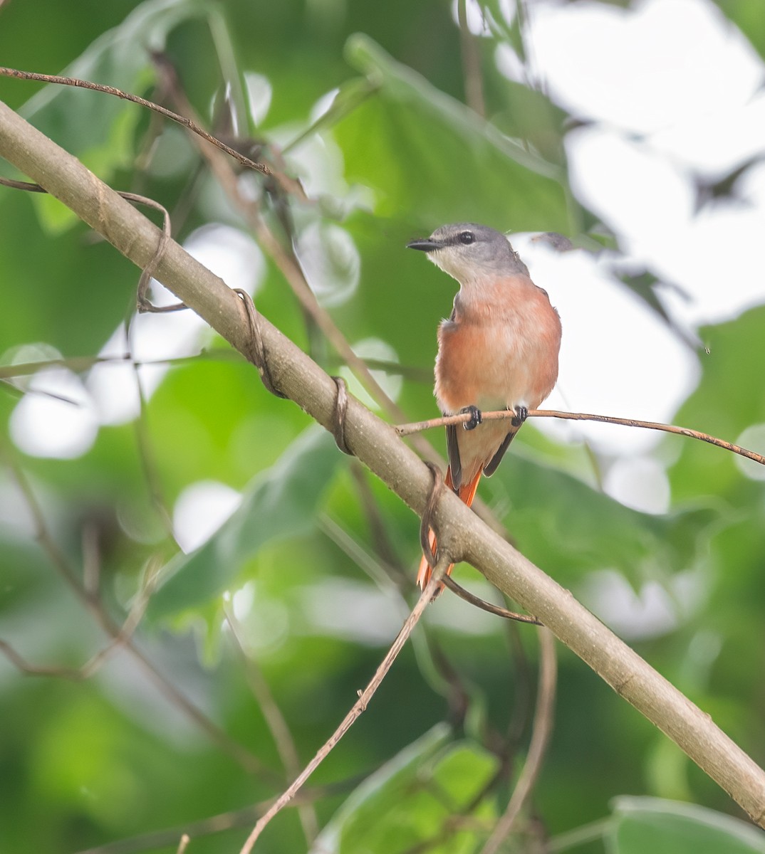 Rosy Minivet - ML634393418