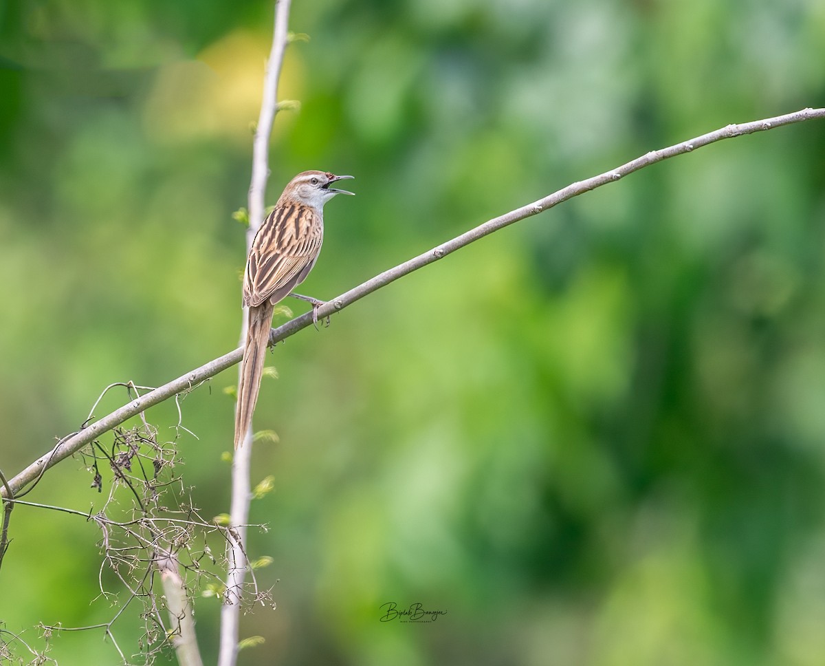 Striated Grassbird - ML634393424