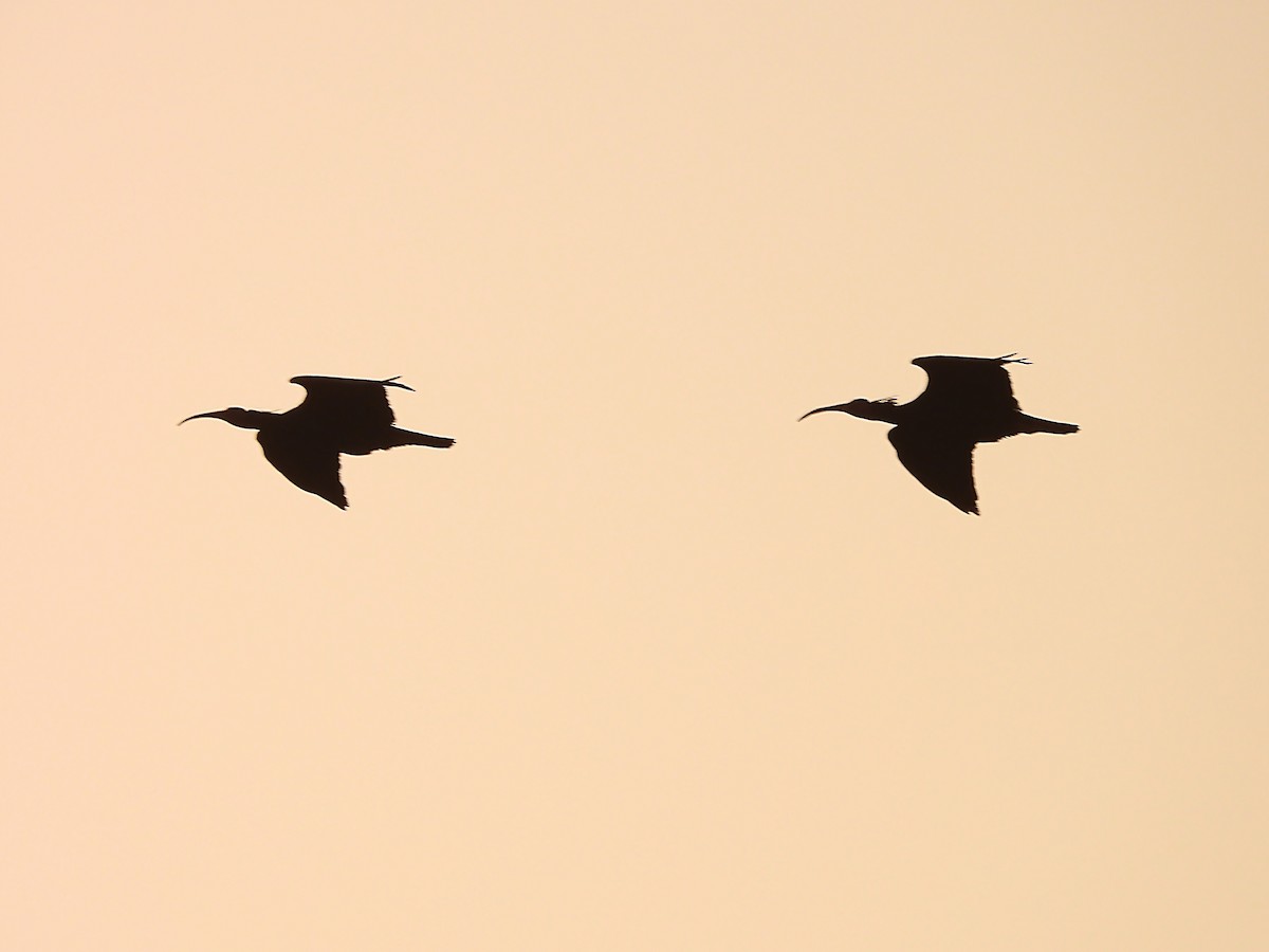Northern Bald Ibis - ML634393425