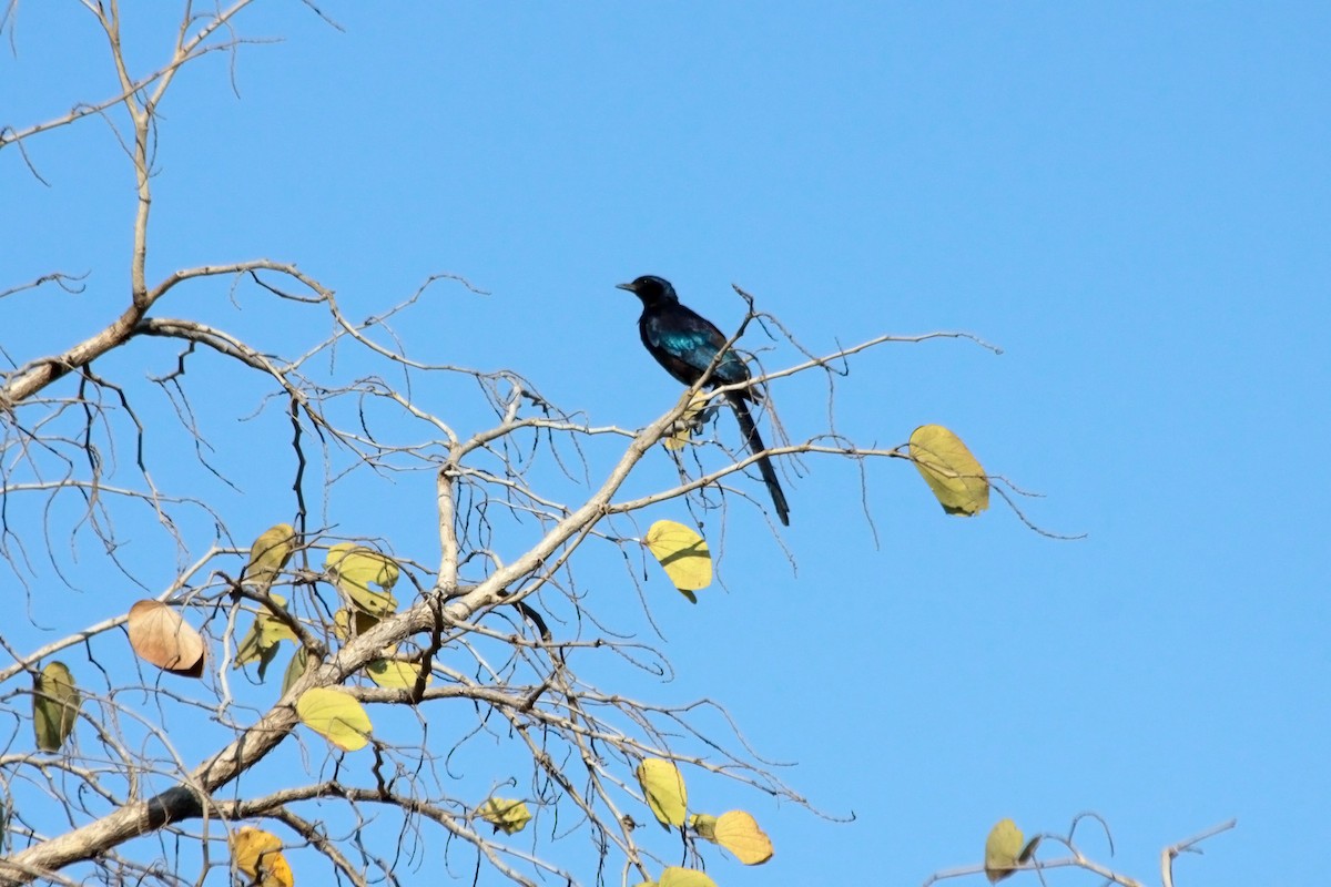 Meves's Starling - ML634393464