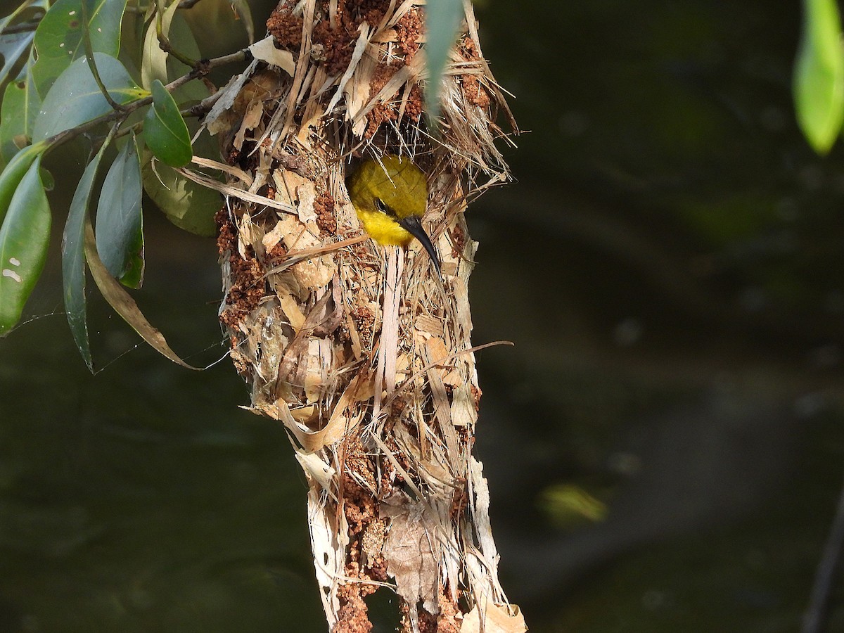 Sahul Sunbird - ML634393509