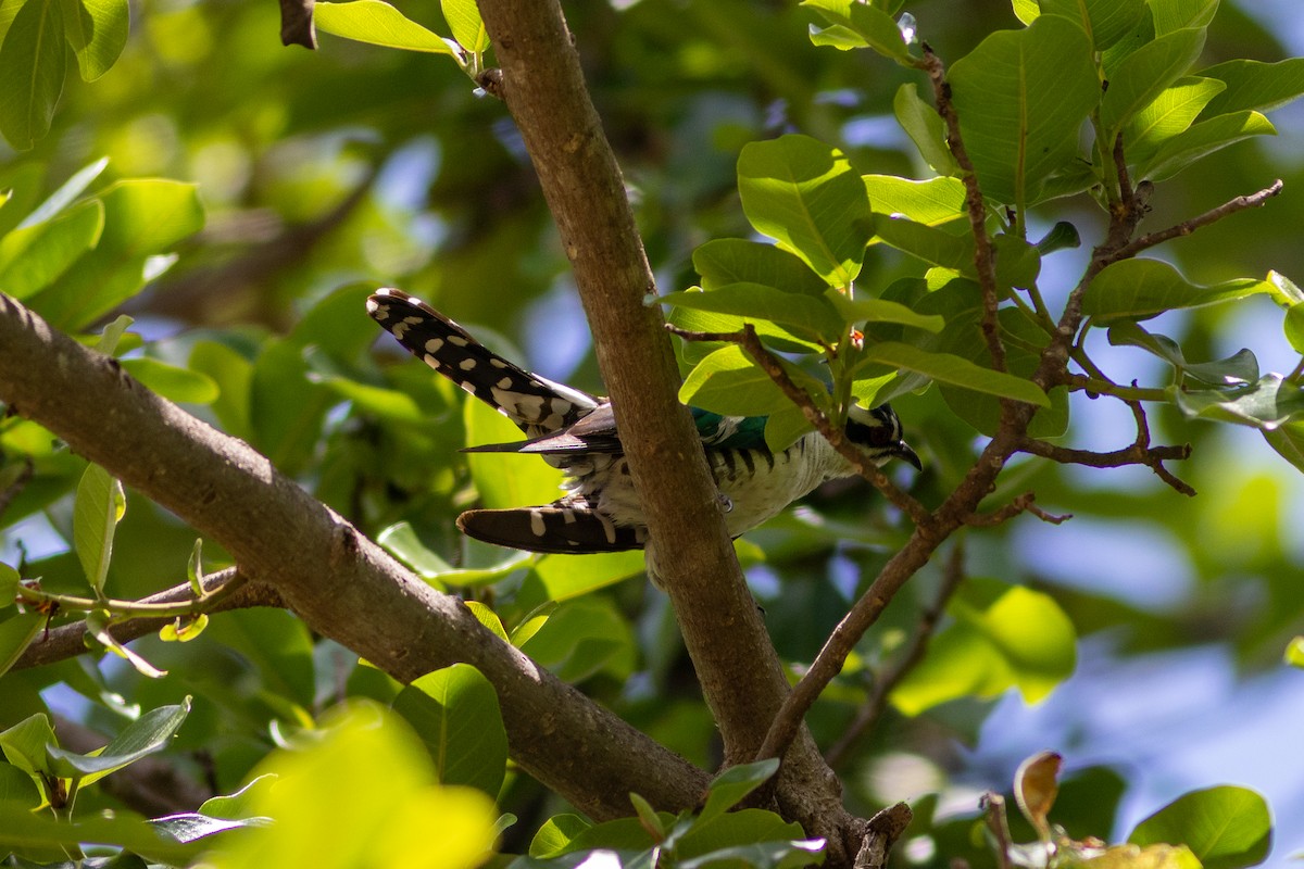 Dideric Cuckoo - ML634393511