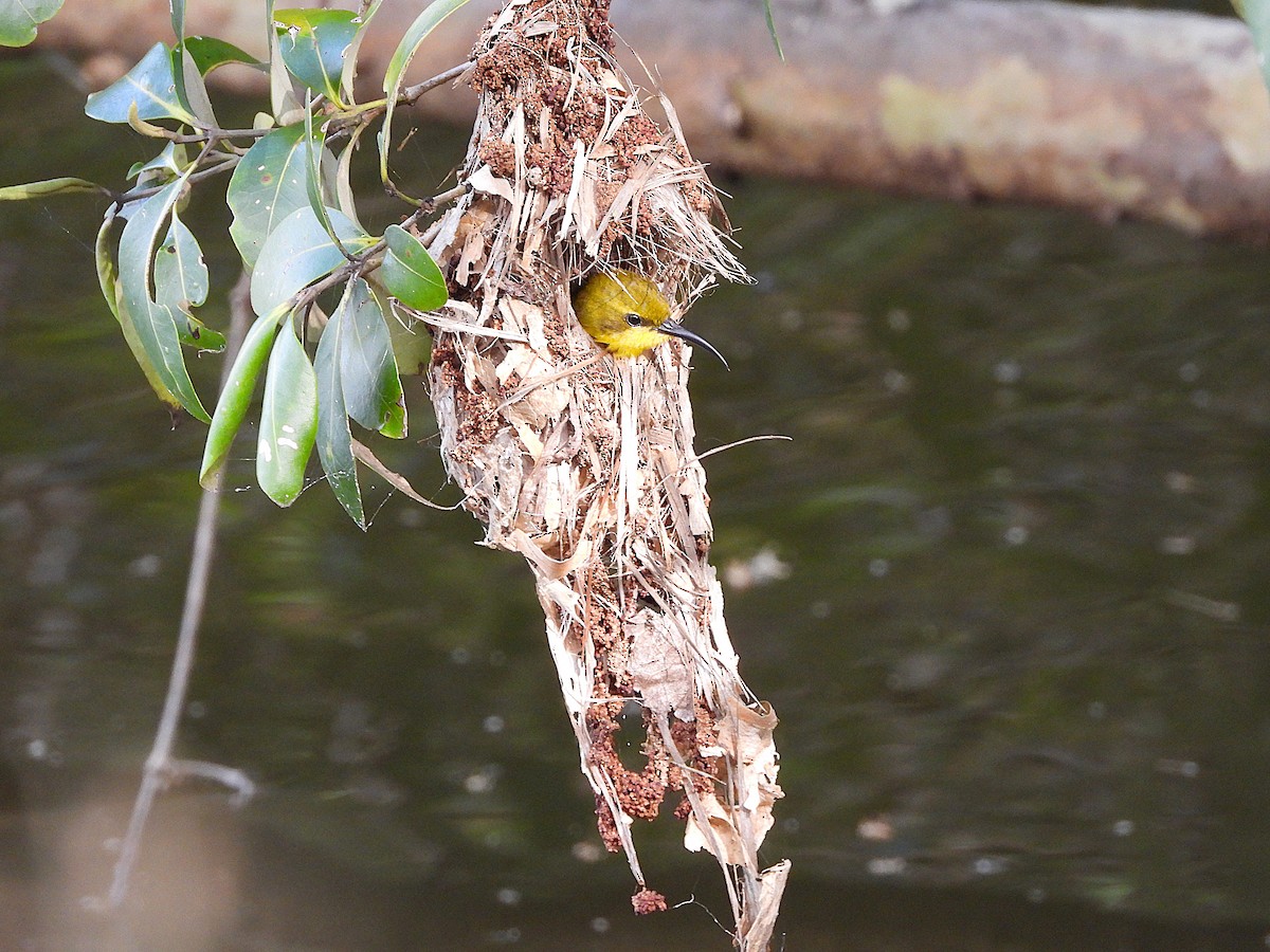 Sahul Sunbird - ML634393514