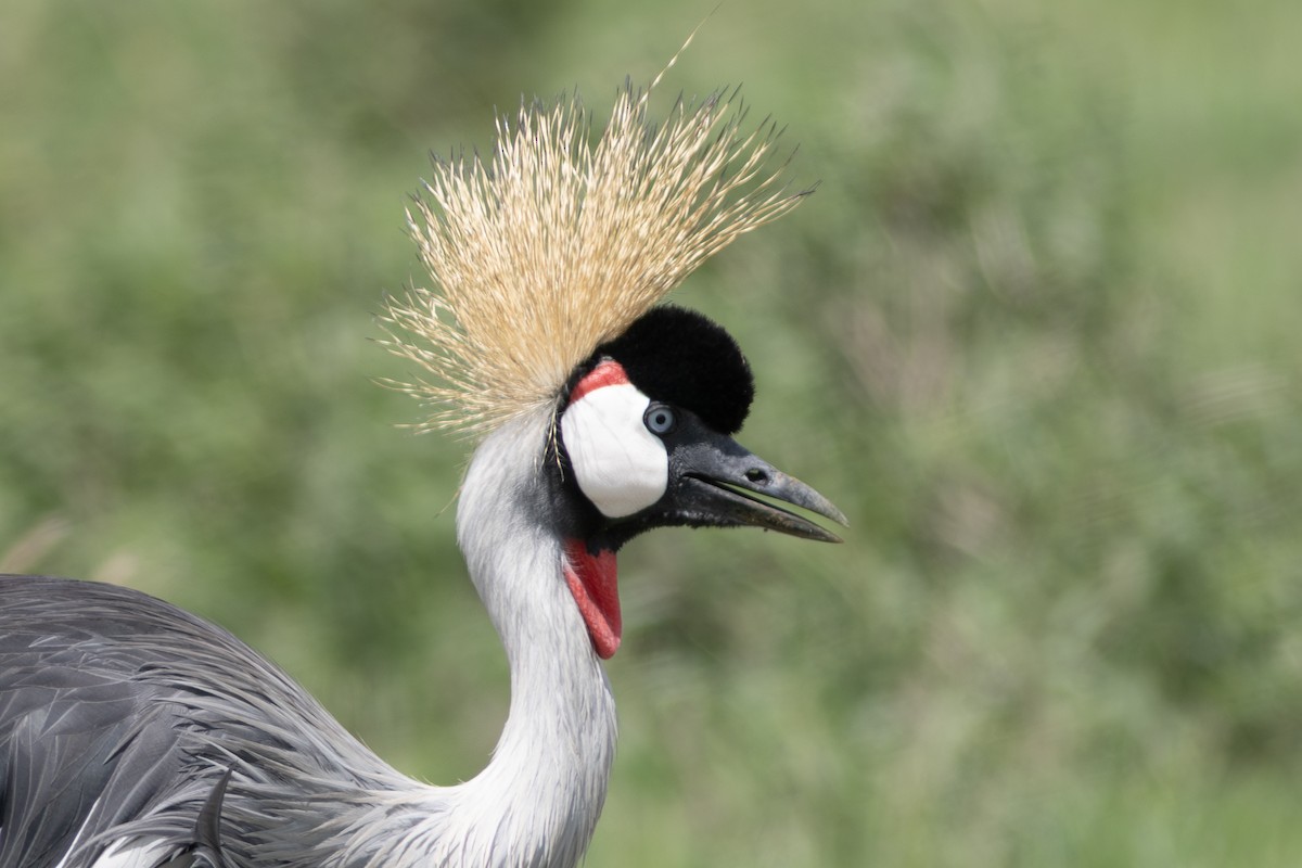 Gray Crowned-Crane - ML634393520