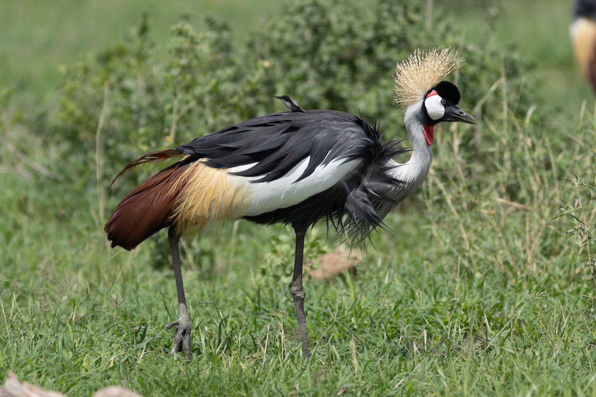 Gray Crowned-Crane - ML634393521