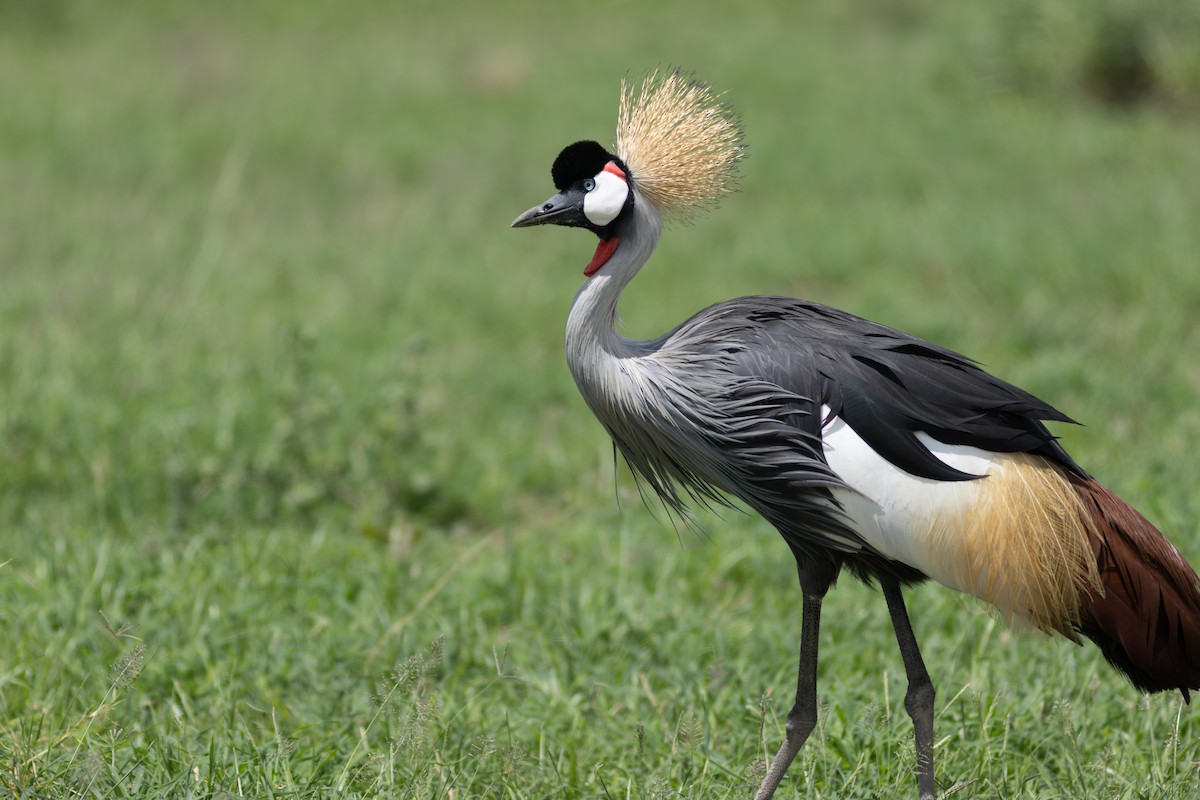 Gray Crowned-Crane - ML634393522