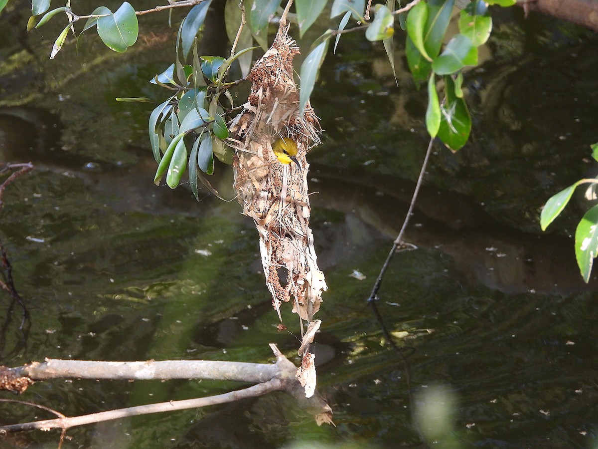 Sahul Sunbird - ML634393523