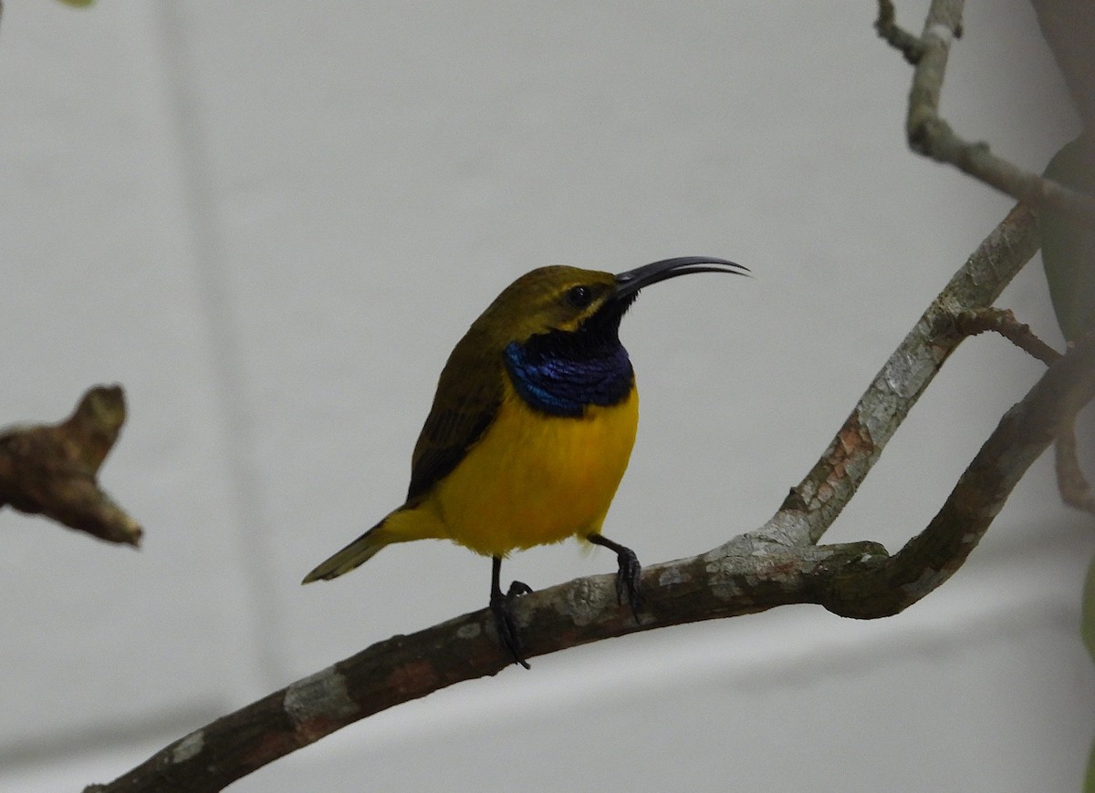 Sahul Sunbird - ML634393525