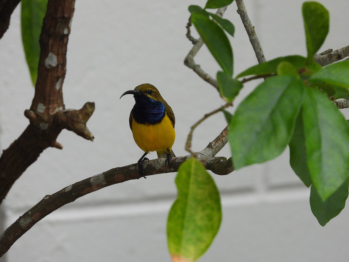 Sahul Sunbird - ML634393533