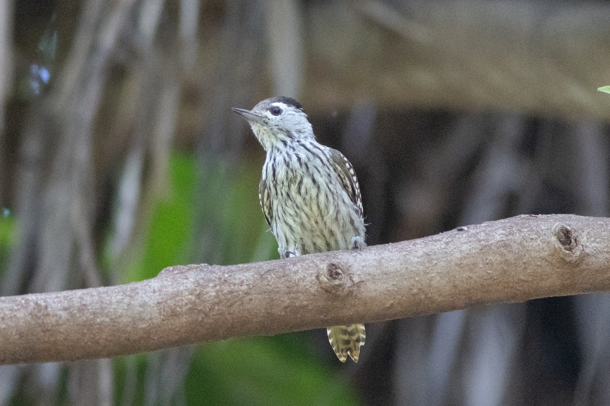 Cardinal Woodpecker - ML634393536