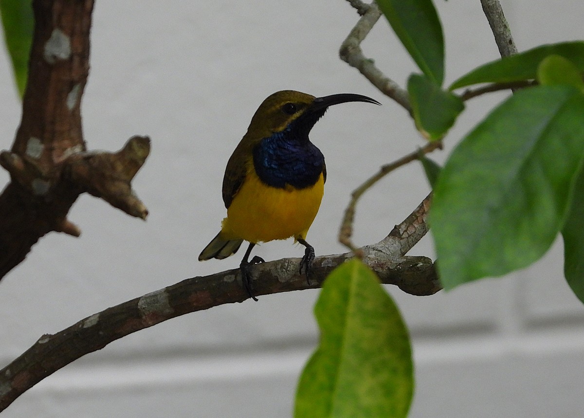Sahul Sunbird - ML634393537
