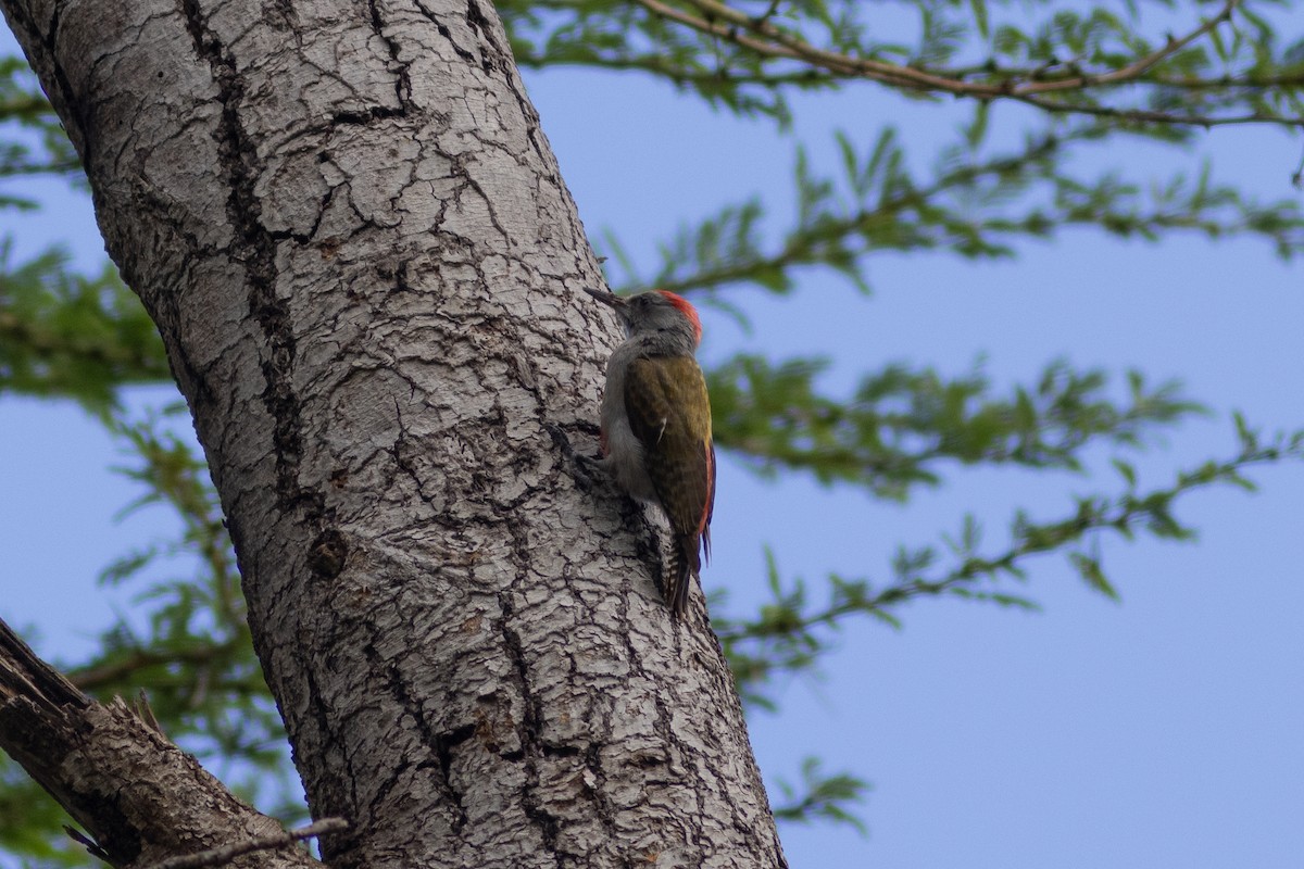 Mountain Gray Woodpecker - ML634393542
