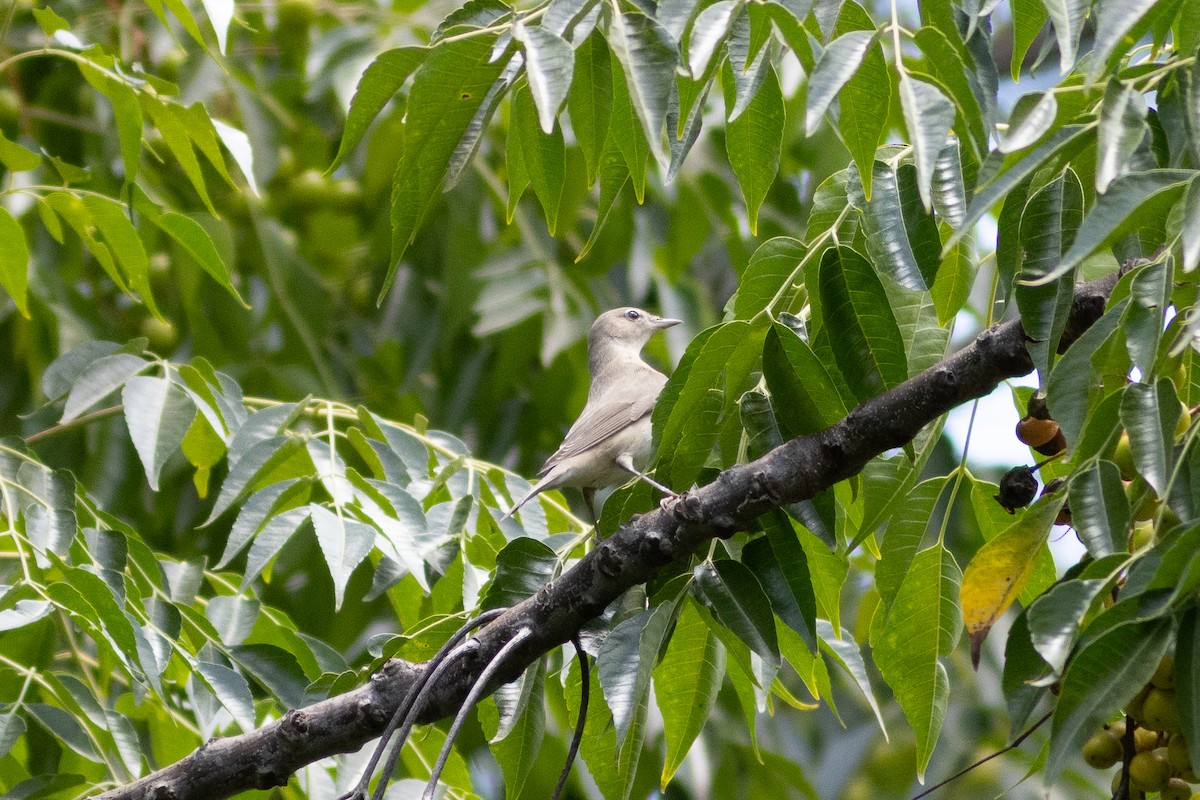 Garden Warbler - ML634393551