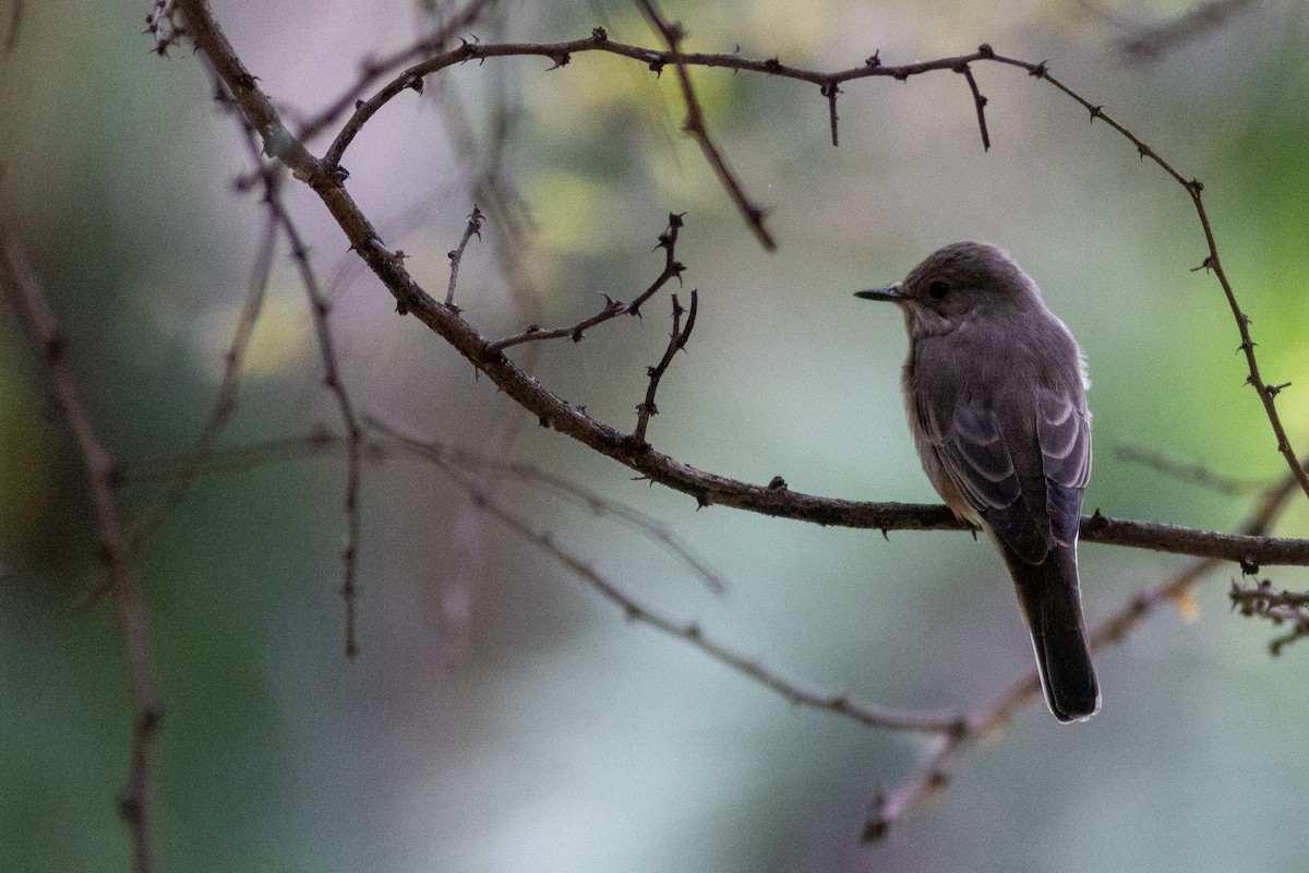 Spotted Flycatcher - ML634393554