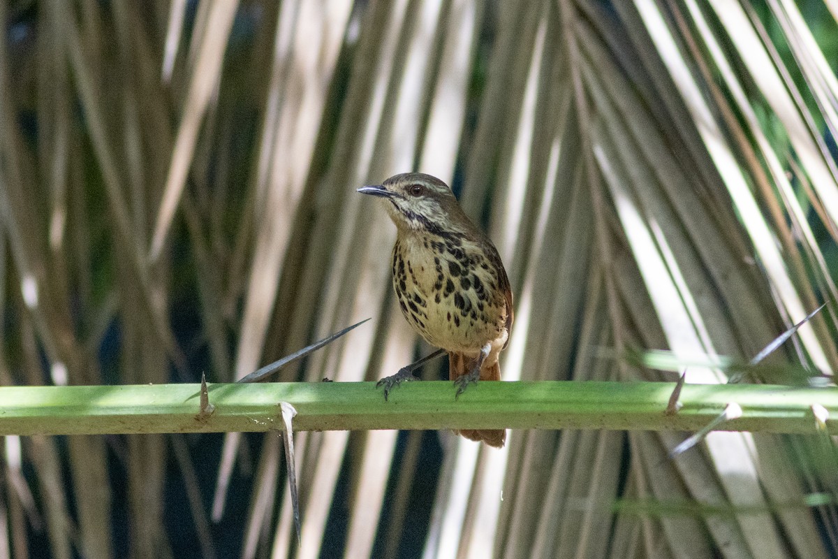 Spotted Morning-Thrush - ML634393557