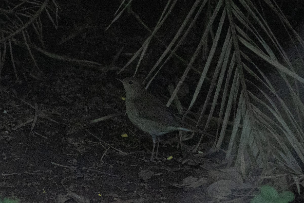 Thrush Nightingale - ML634393559