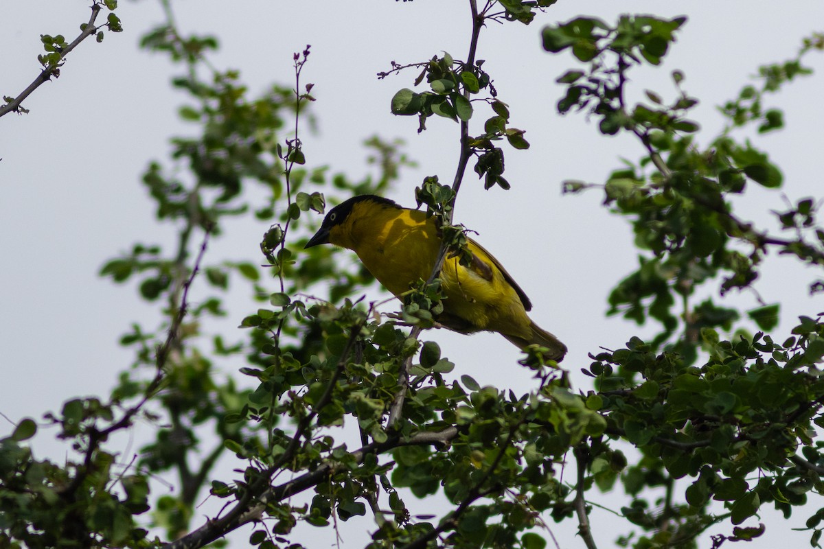 Baglafecht Weaver - ML634393567
