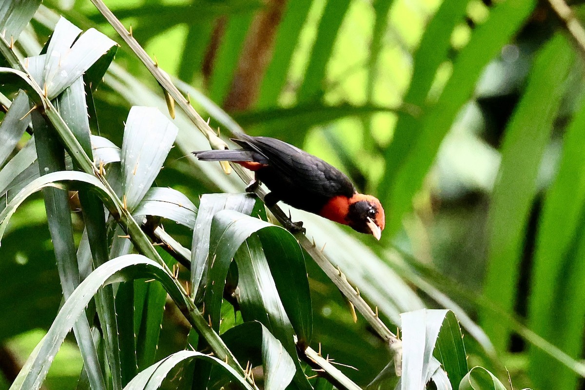 Red-vented Malimbe - ML634393570