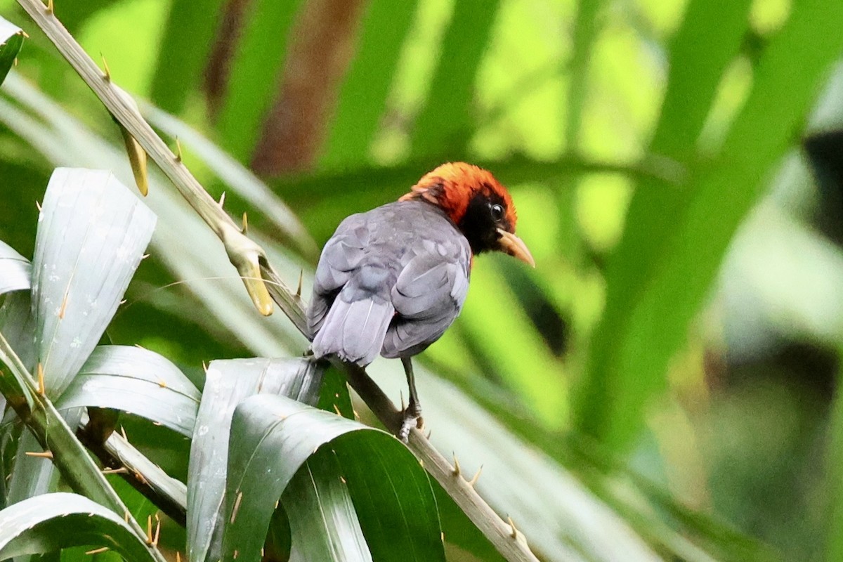Red-vented Malimbe - ML634393571