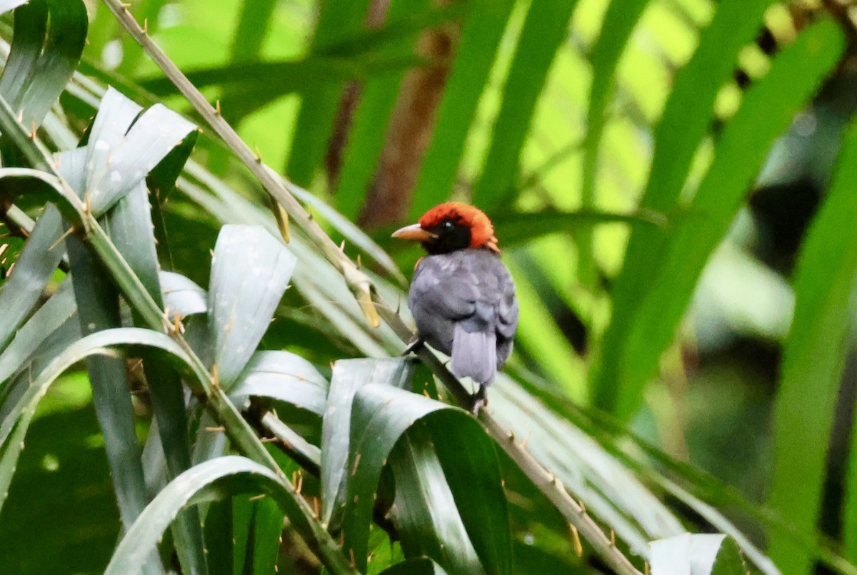 Red-vented Malimbe - ML634393572